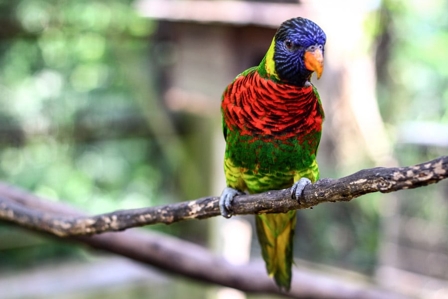 Cestopis Malajsie - Kuala Lumpur - Bird Park