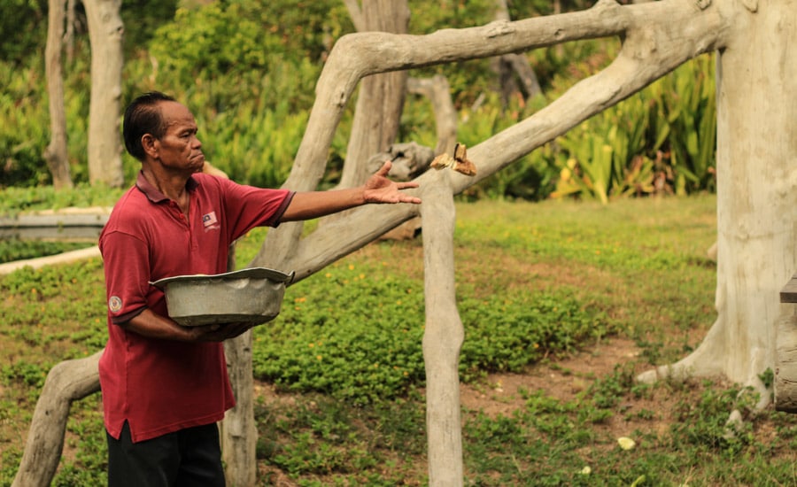 Cestopis Borneo - Proboscis Monkey Sanctuary