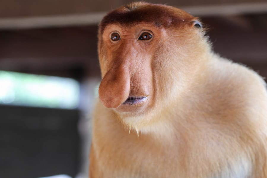 Cestopis Borneo - Proboscis Monkey Sanctuary